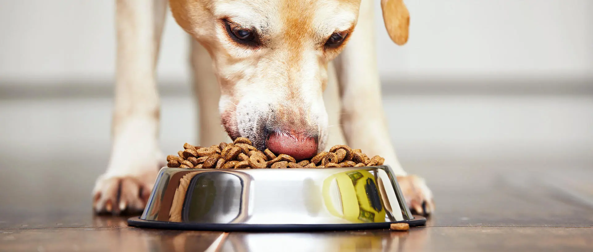 5 Ways to Make Your Dog s Mealtime Enjoyable Kibbles n Bits